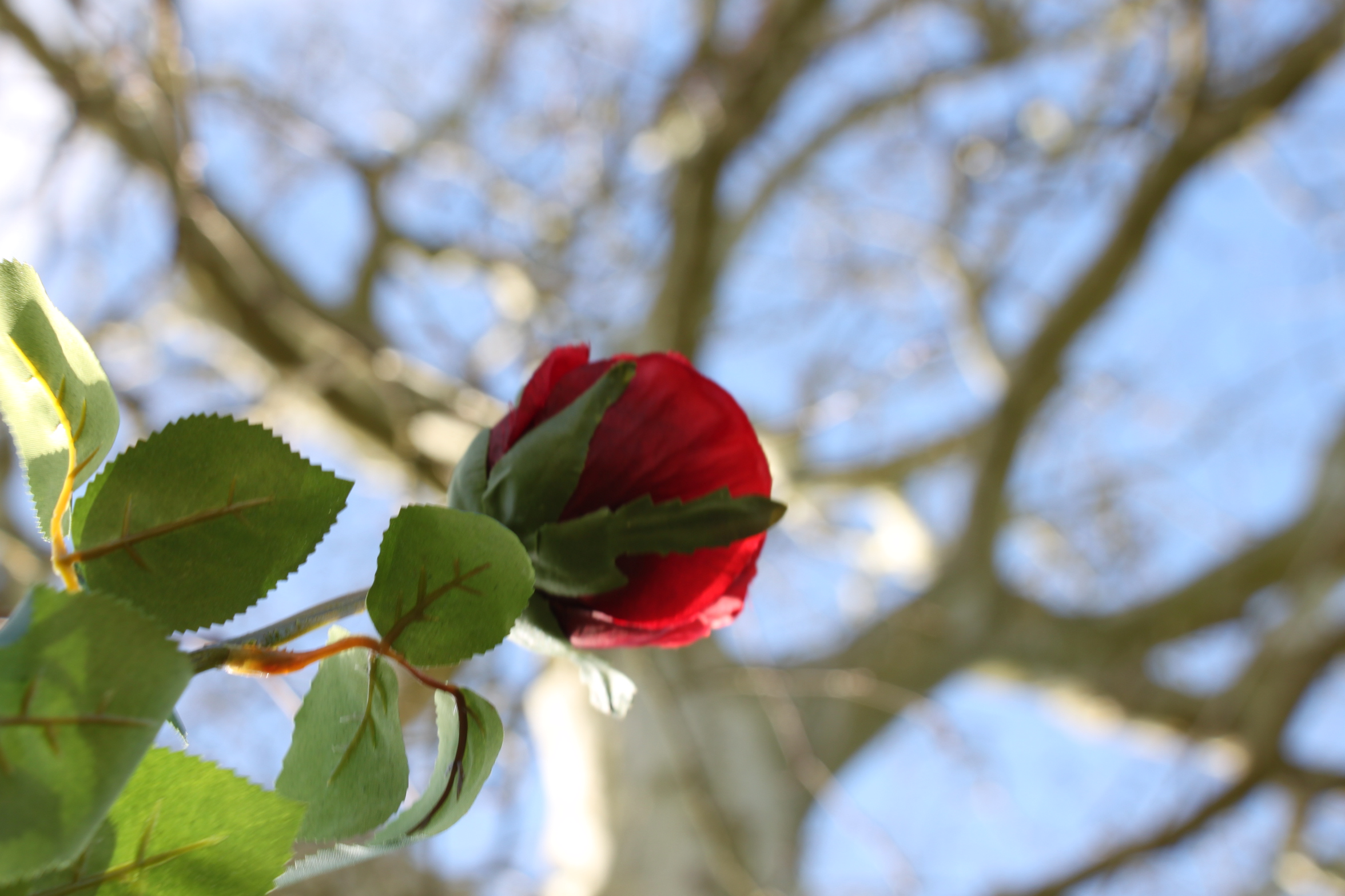 Une rose au Château de Plaisir