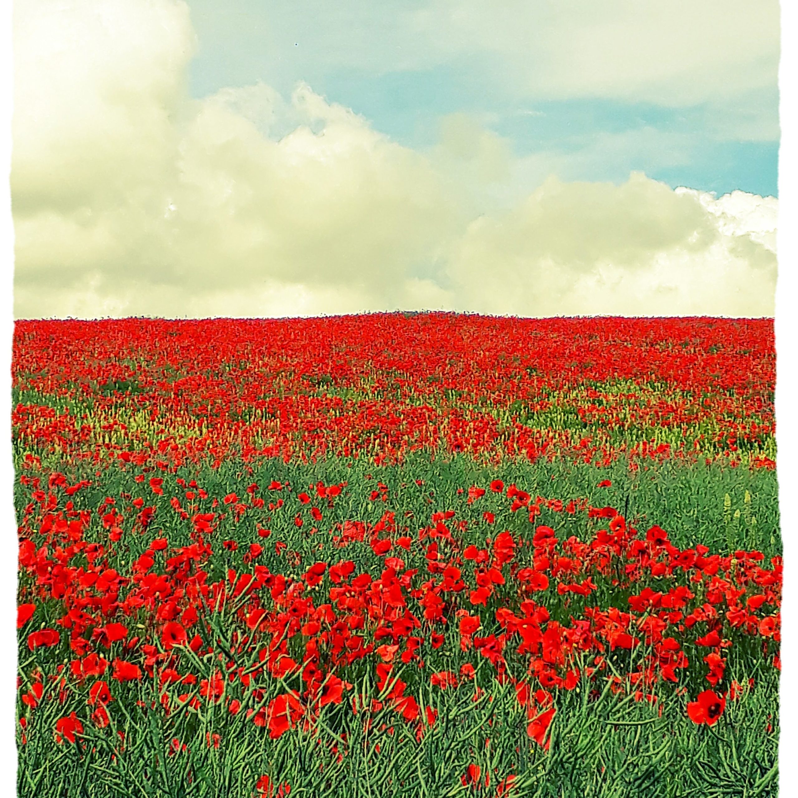 Champs de coquelicots à Plalsir