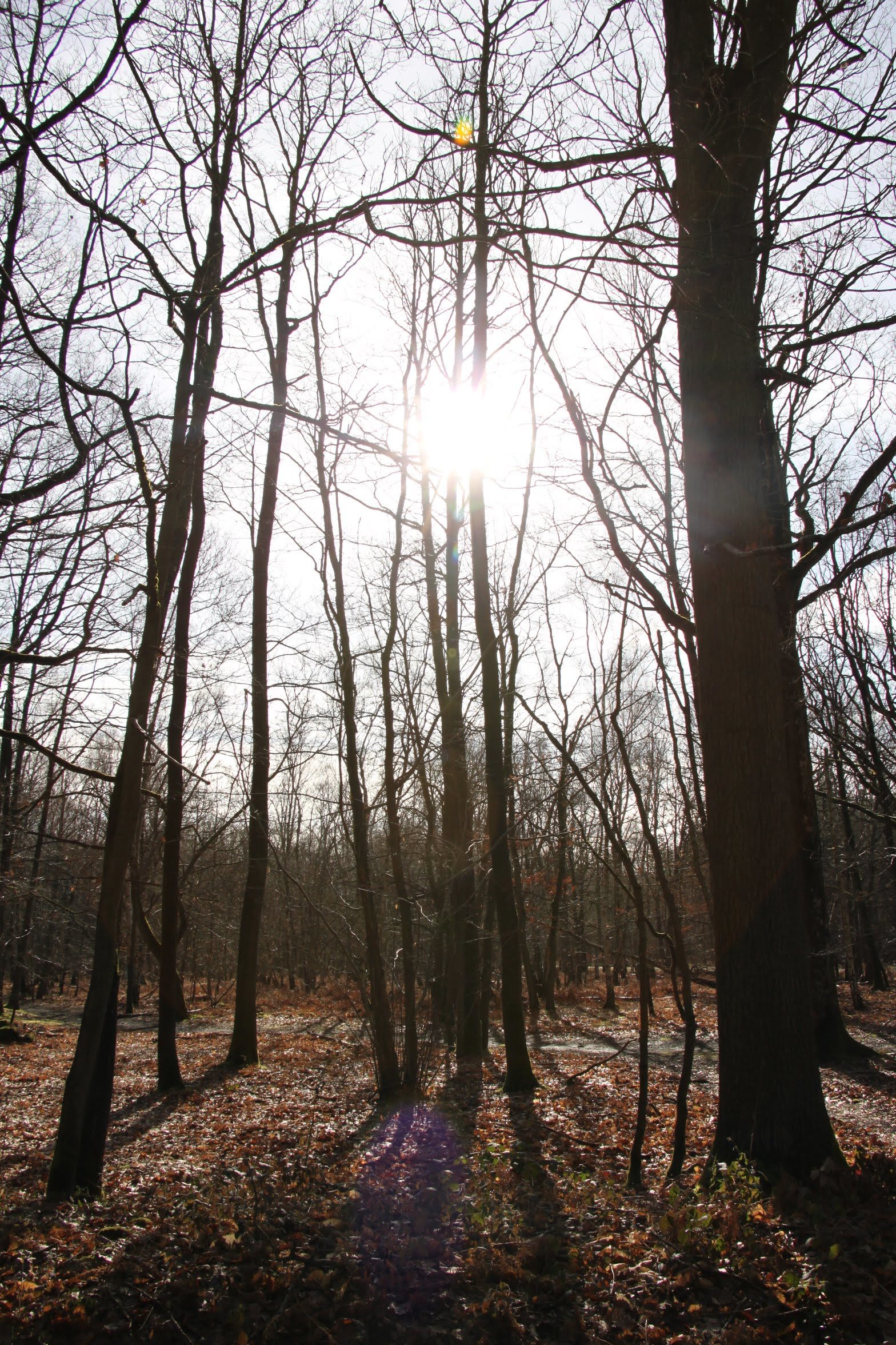 Forêt de Saint Apolline