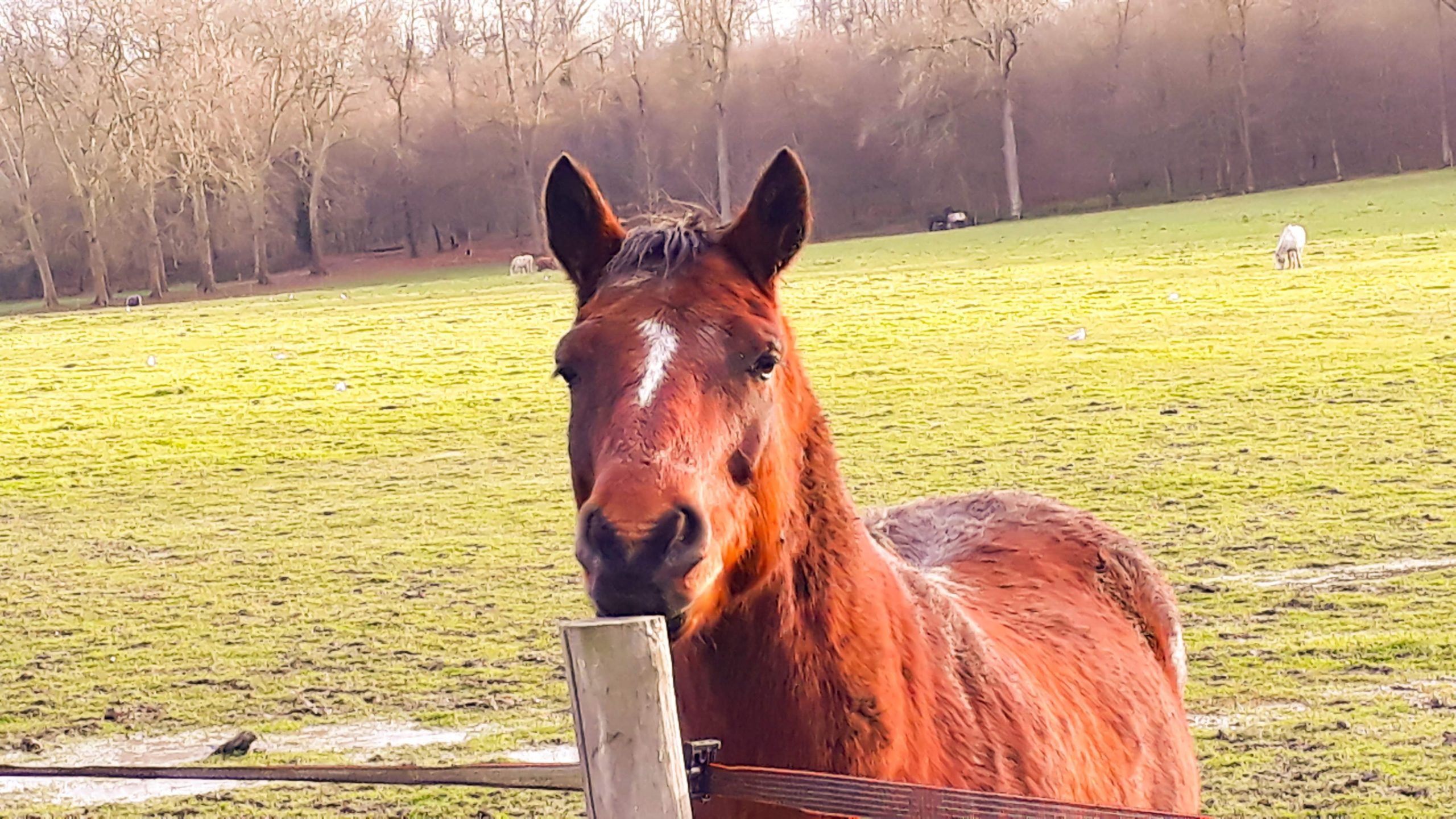 Cheval de l'écurie du Parc du Château de Plaisir