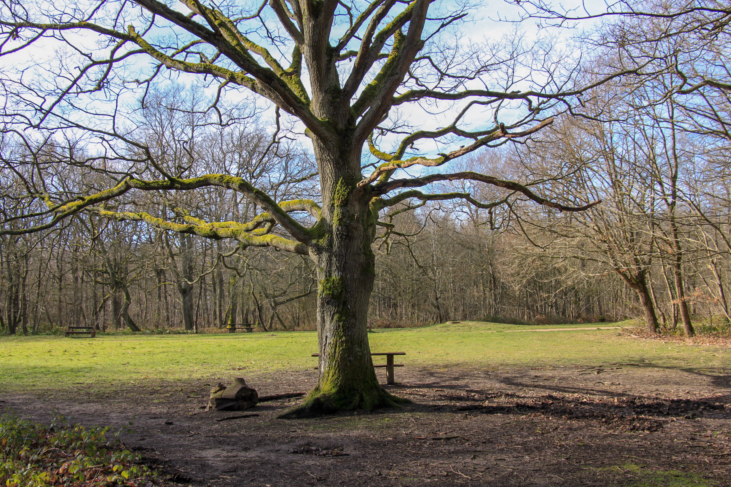 Forêt de Saint-Apolline