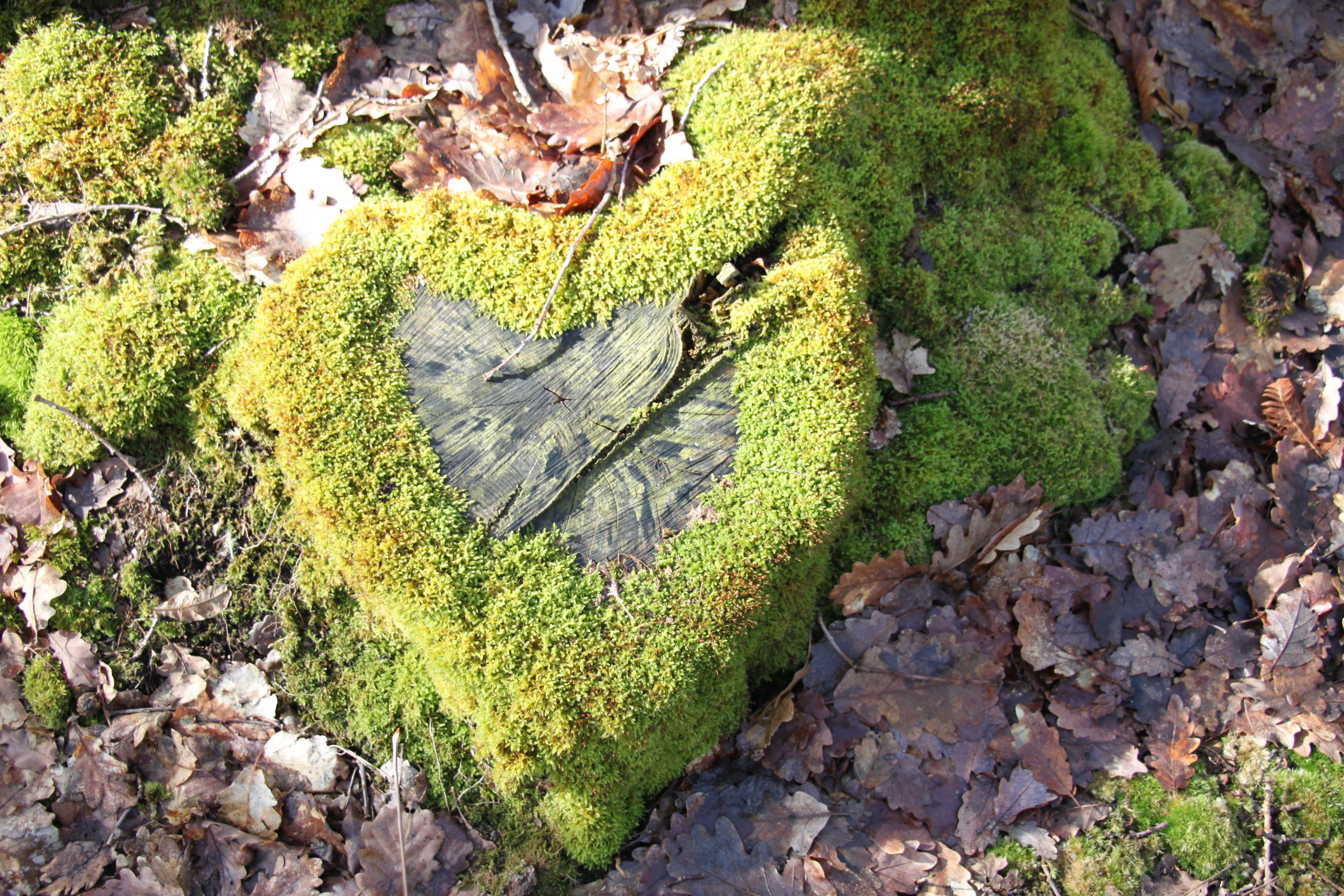 Coeur sur vous de la forêt de Saint - Apolline