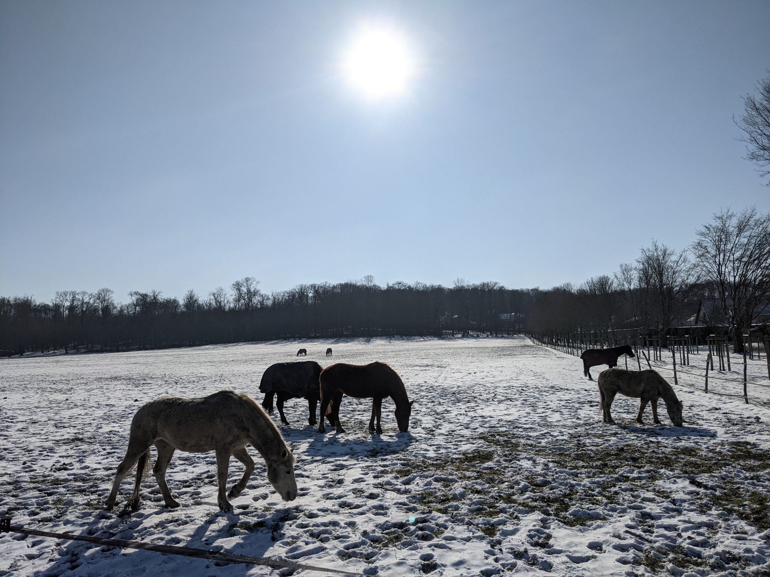 Les chevaux du Parc du Château de Plaisir s'offrent un un exquis repas de Noël