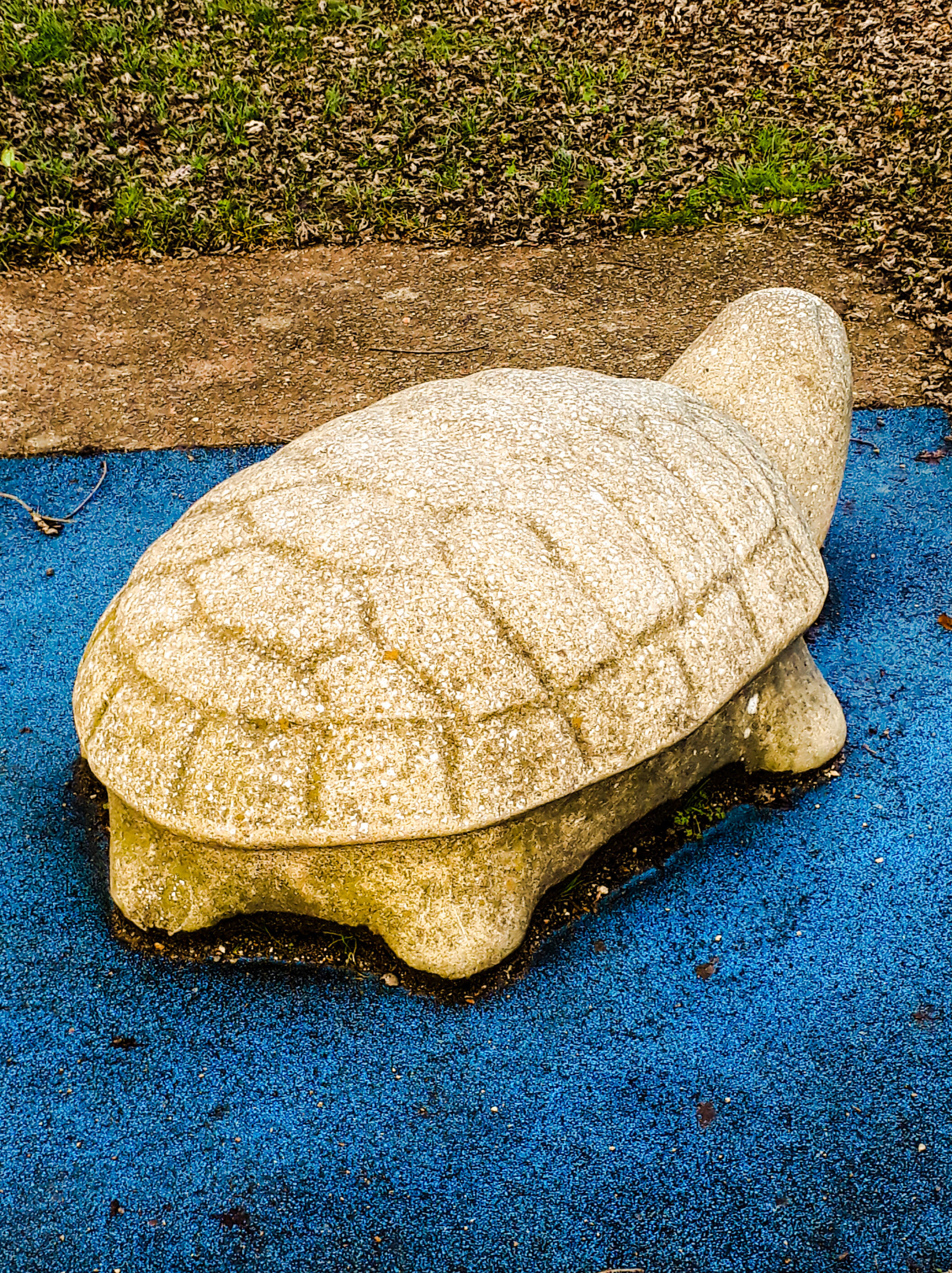 La tortue du Parc des Quatre Saisons - Plaisir